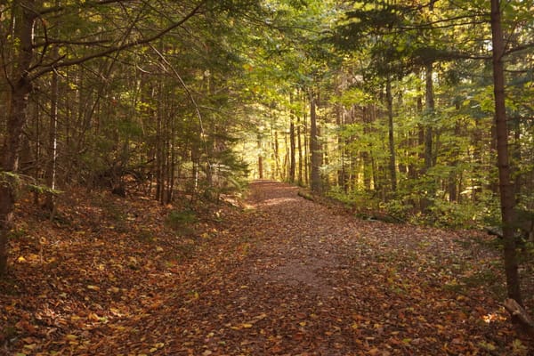 A forest in the fall, there are leaves all over the ground